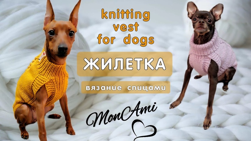 одежда для животных