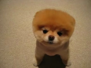 ๑۩๑ Животные