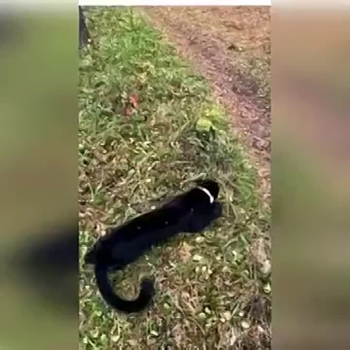 Приколы