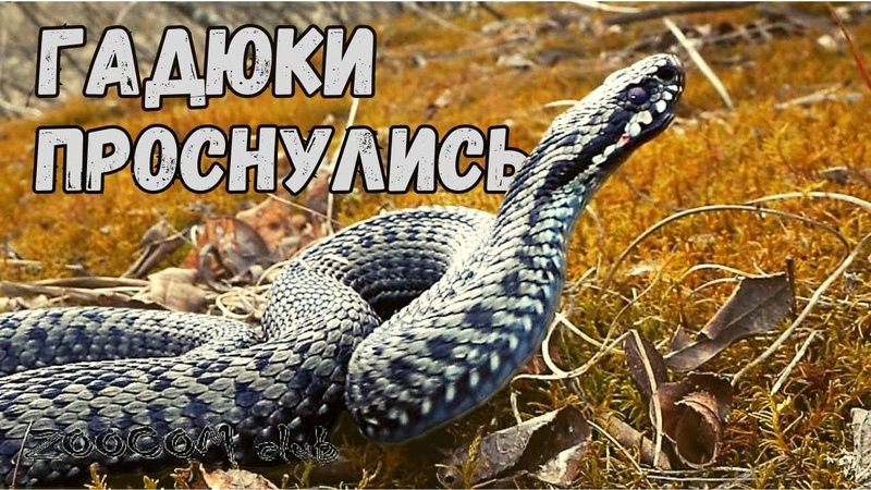 Познавательные видео