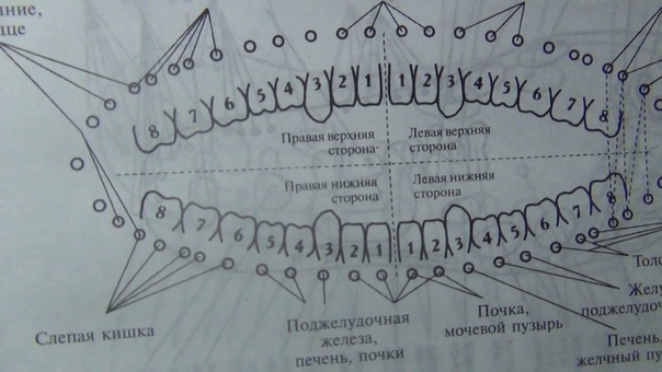 Зубы