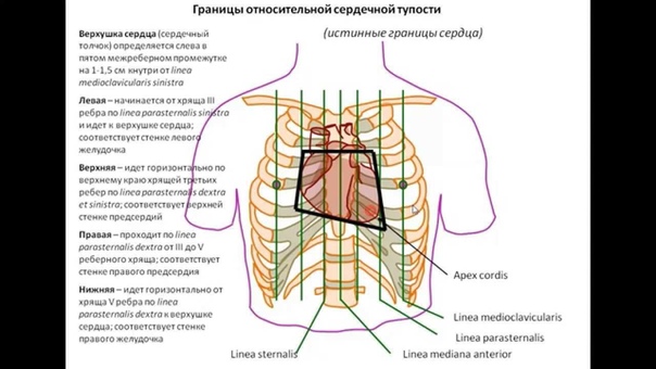 Кровь и лимфа