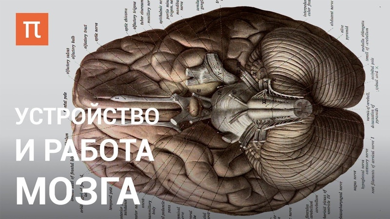 Головной мозг