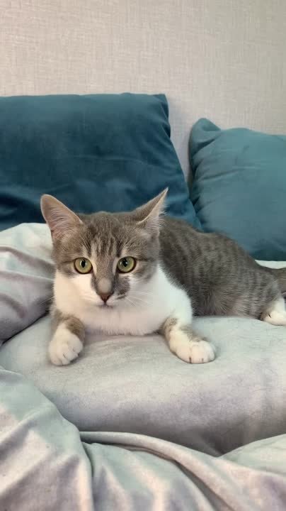 Котята в приюте