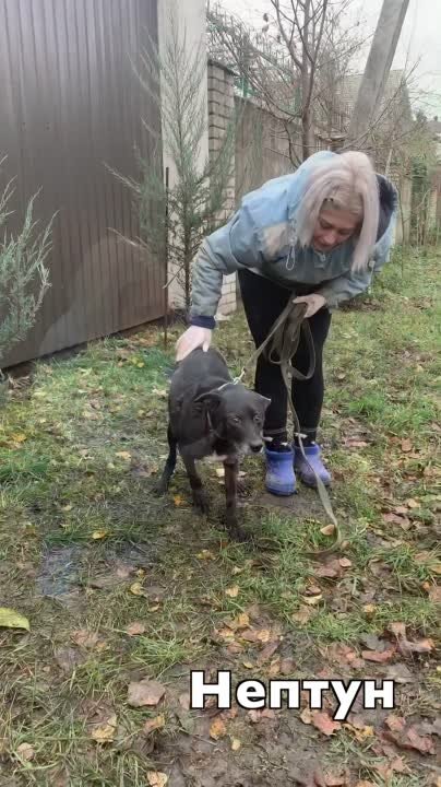 Сложные собаки