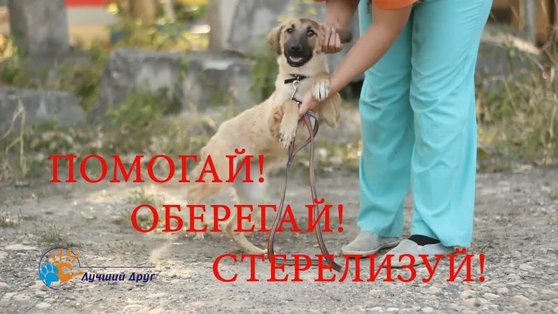 о животных и об отношении к ним