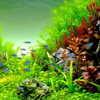 АКВАРИУМИСТИКА "AQUAFORUM"