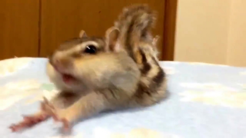 Lil Chipmunk Twitch